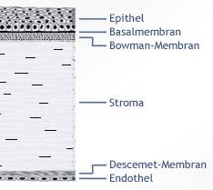 Grafische Darstellung der Hornhautschichten des Auges